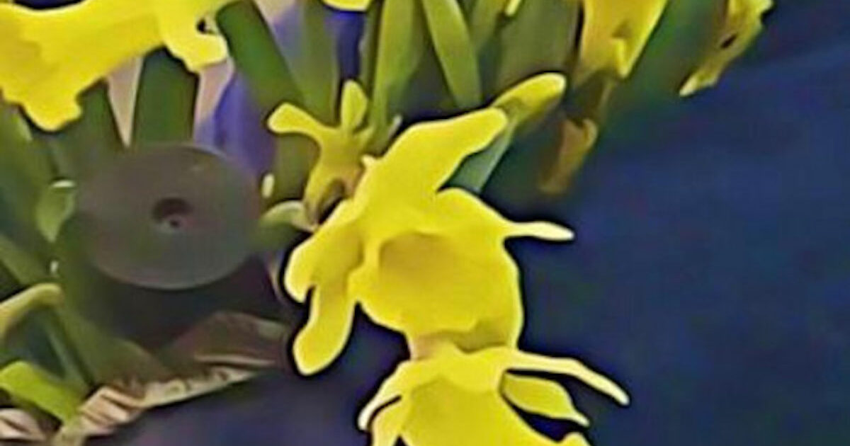 Dean Blunt & Elias Rønnenfelt – Lucre LP | In Sheeps Clothing